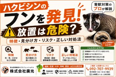 ハクビシンのフンを発見したら要注意｜見分け方・リスク・対処法を解説
