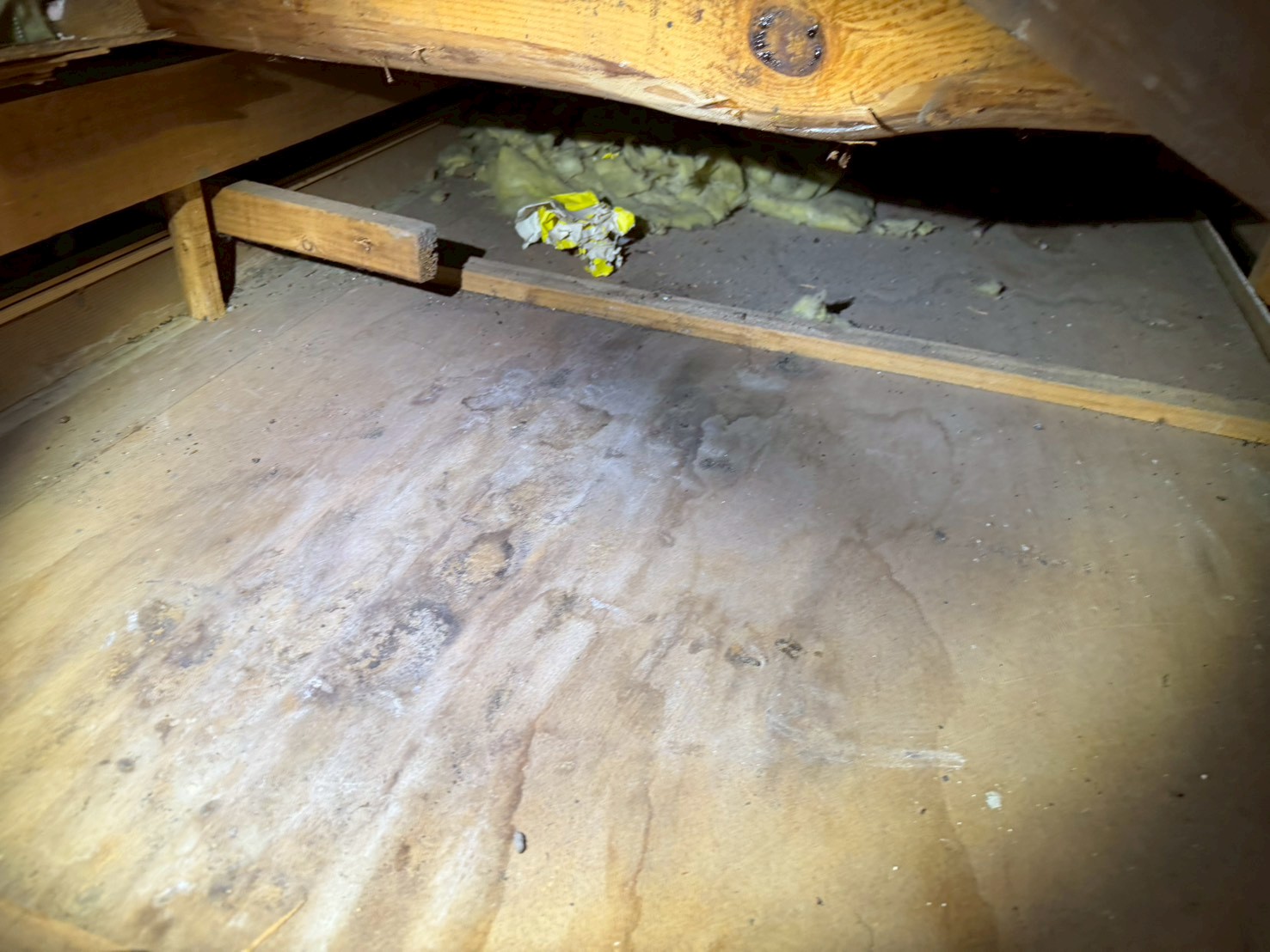 佐賀県有田町　アライグマによる被害　H様邸　駆除実績