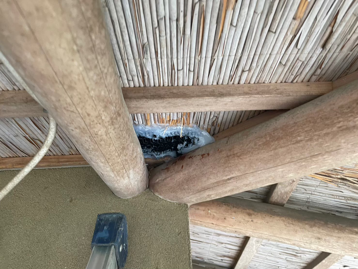 長崎県大村市　アライグマによる被害　Y様邸　駆除実績