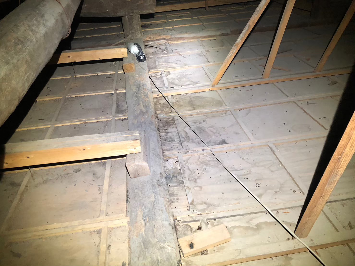 長崎県諫早市　アライグマによる被害　N様邸　駆除実績