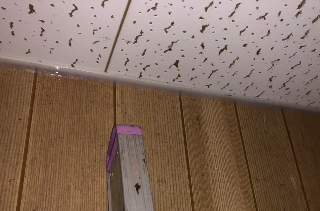 福岡県北九州市　コウモリによる被害　U様邸　駆除実績