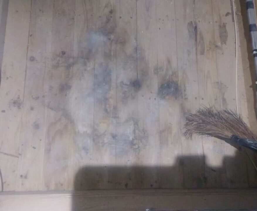 福岡県 福岡市　イタチによる被害　N様邸　駆除実績