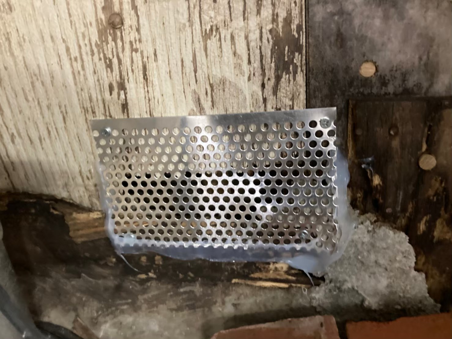 佐賀県小城市　イタチによる被害　駆除実績