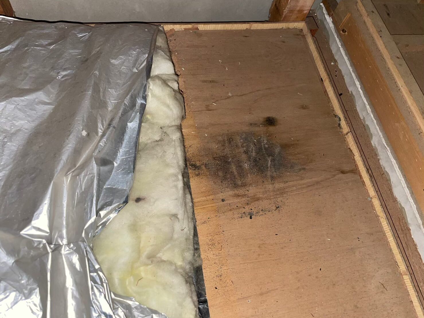 福岡県大牟田市　イタチによる被害　G様邸　駆除実績