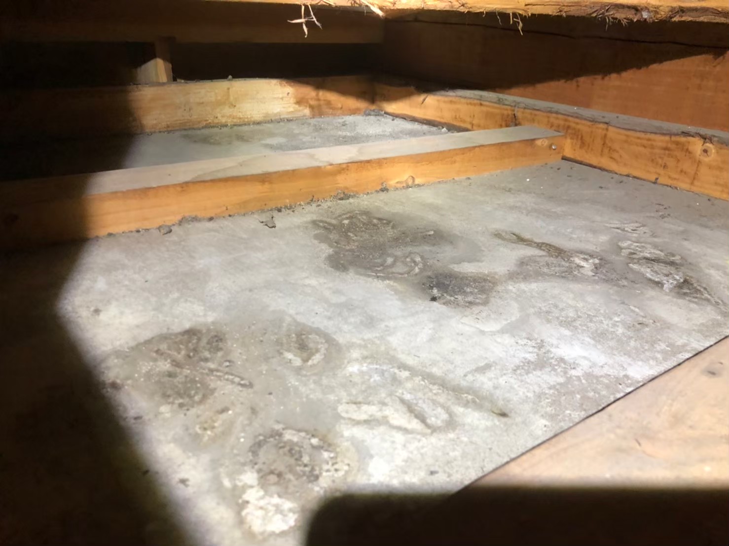 佐賀県伊万里市　アライグマによる被害　M様邸　駆除実績