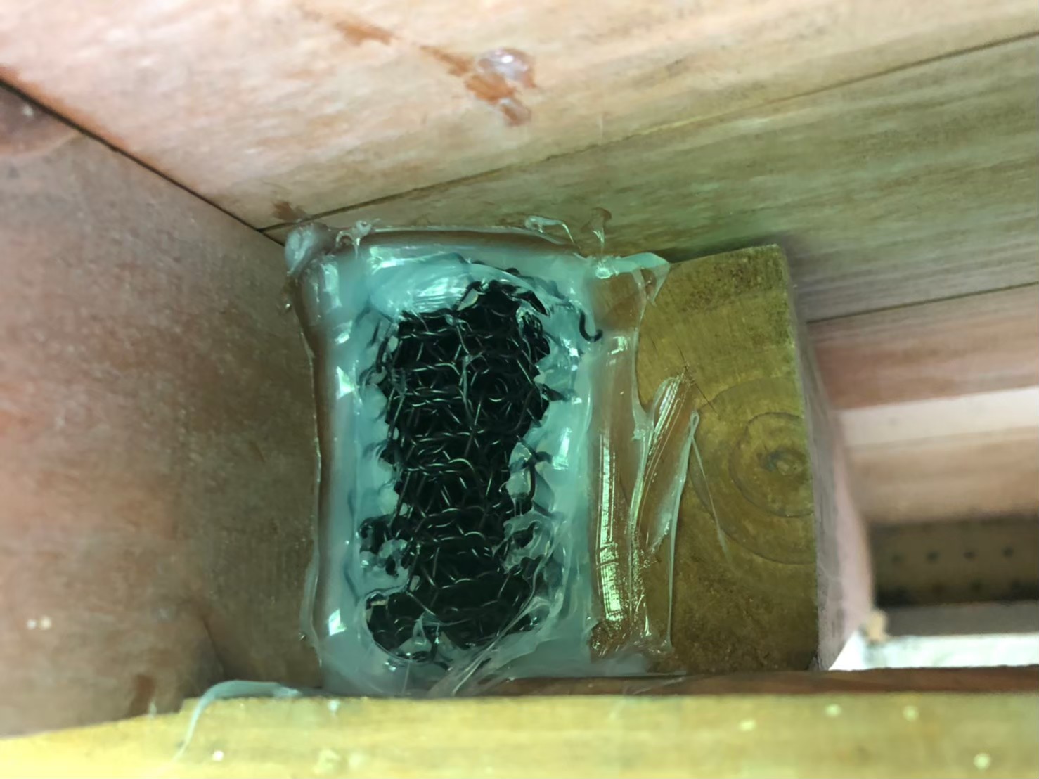 福岡県春日市　ネズミによる被害　K様邸　駆除実績