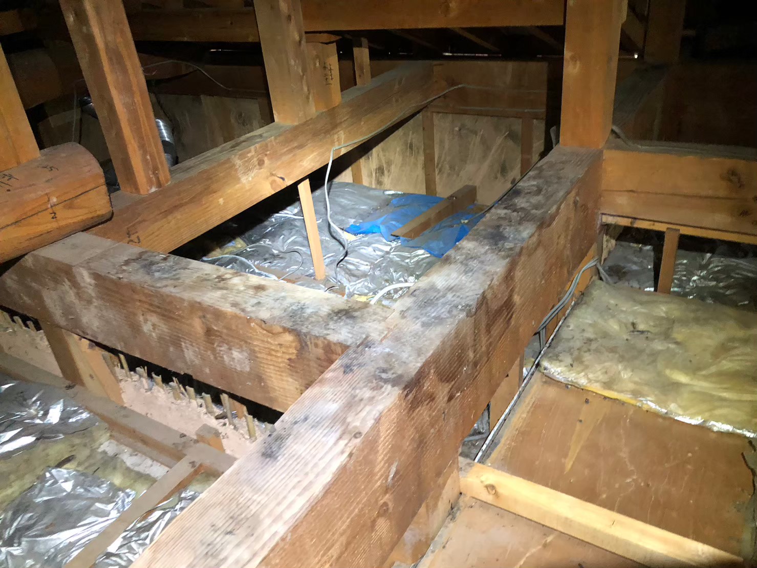 佐賀県佐賀市　イタチによる被害　B様邸　駆除実績