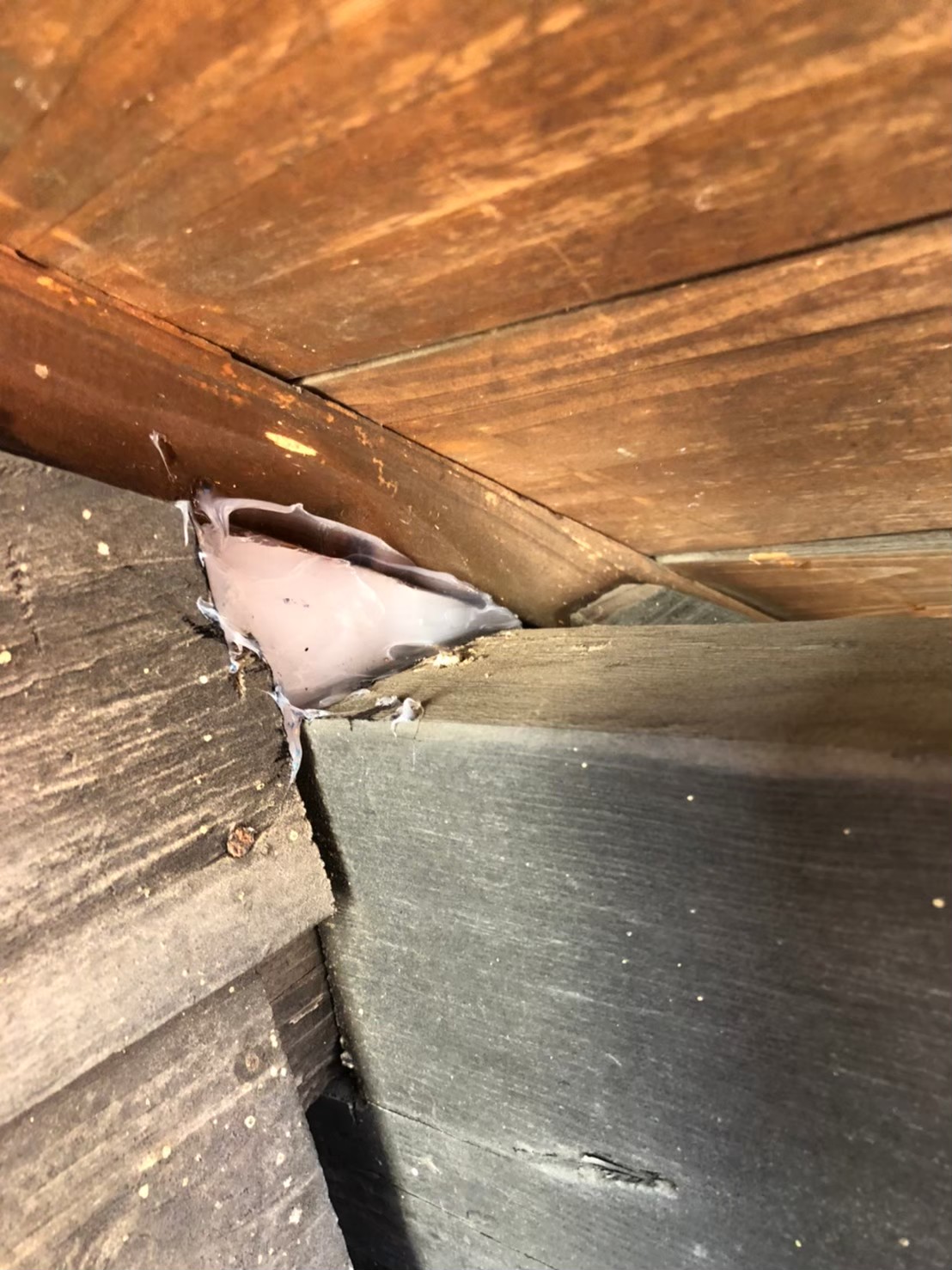 イタチによる被害　株式会社E　N様　駆除実績