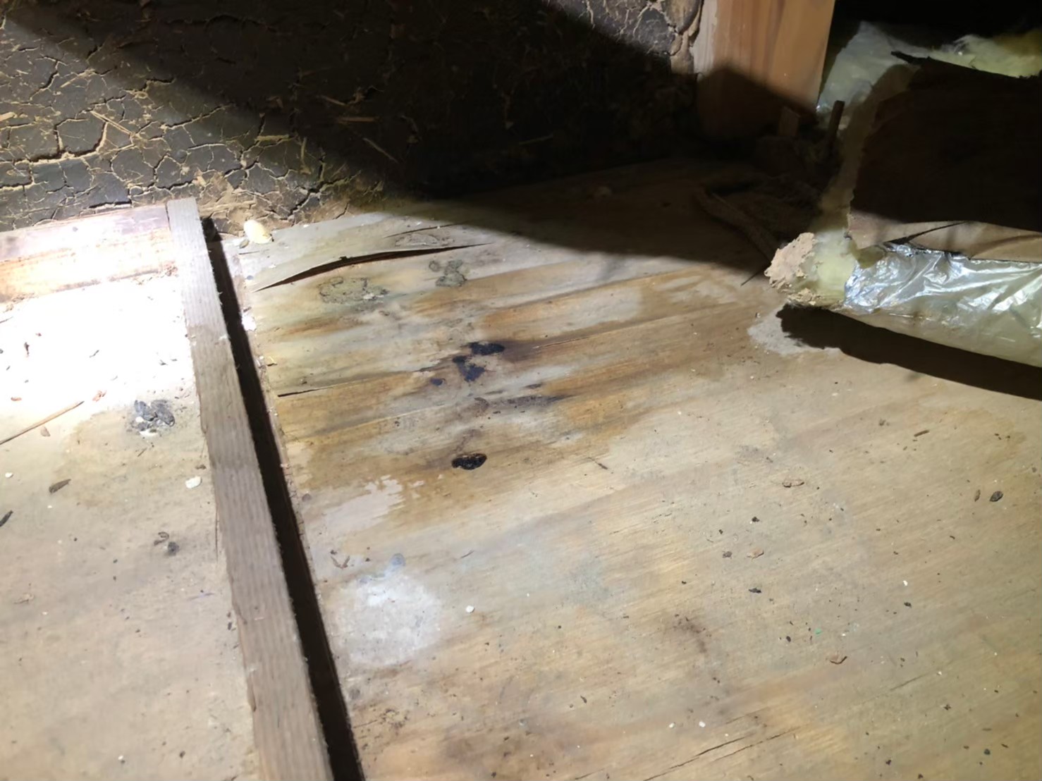 佐賀県佐賀市　イタチによる被害　S様邸　駆除実績