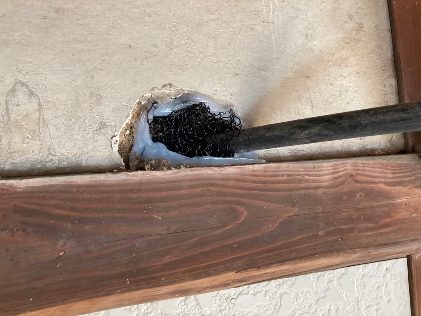 佐賀県小城市　イタチによる被害　駆除実績