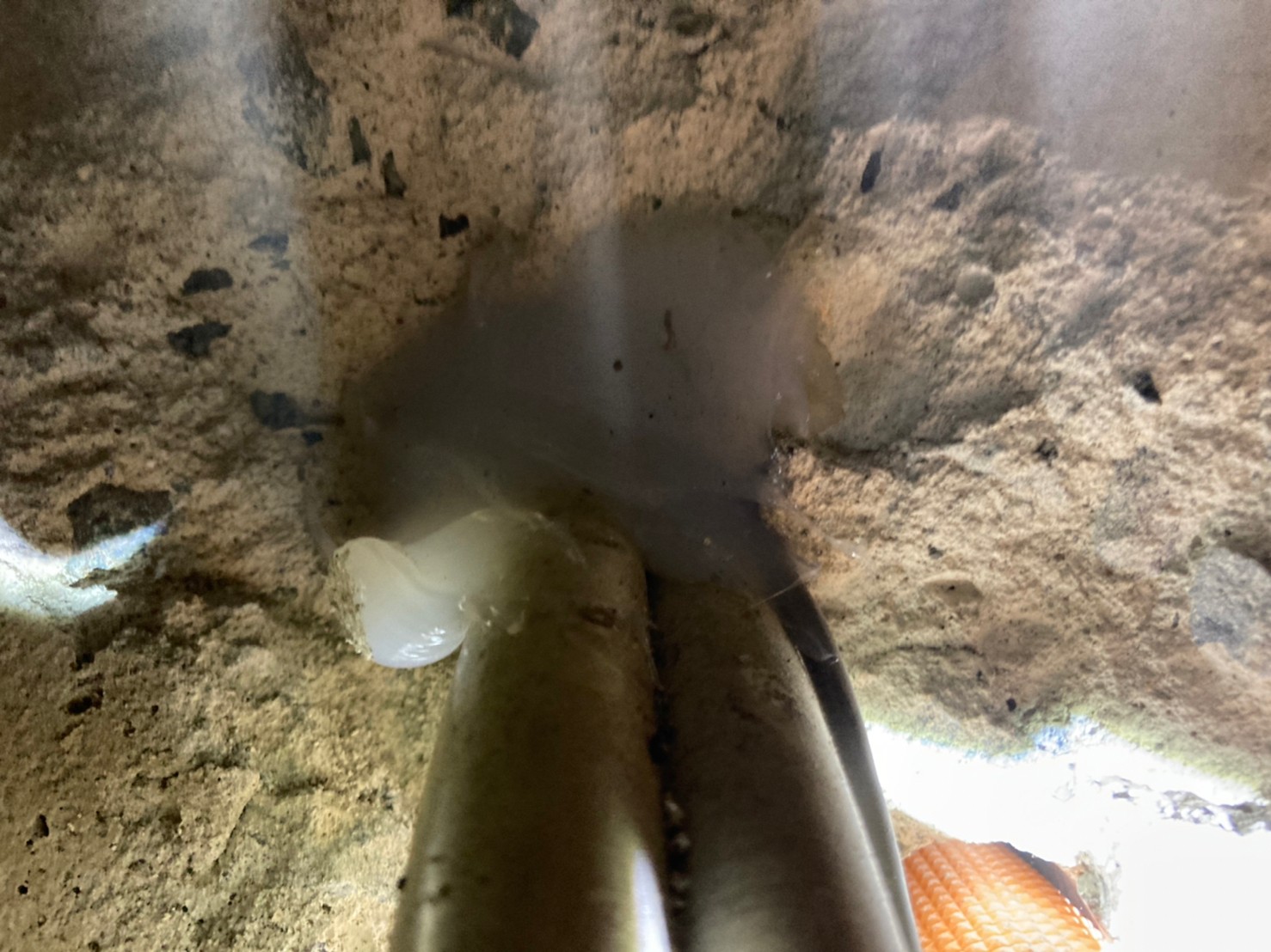 福岡県行橋市　ネズミによる被害　K様邸　駆除実績