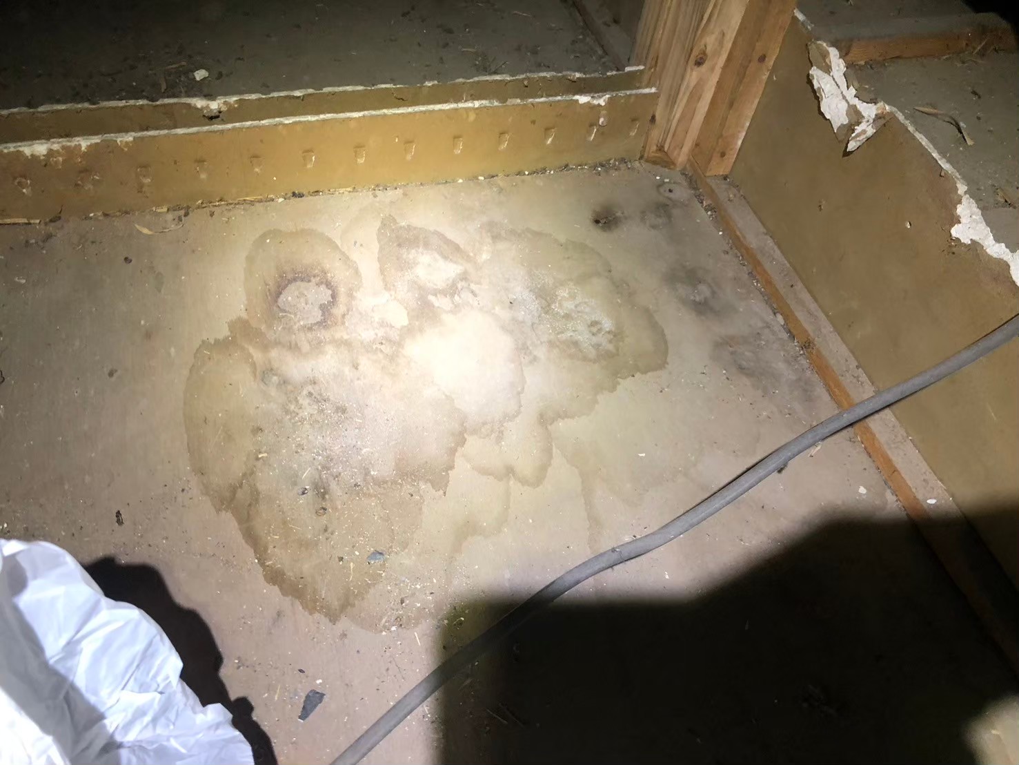 福岡県八女市　イタチによる被害　K様邸　駆除実績