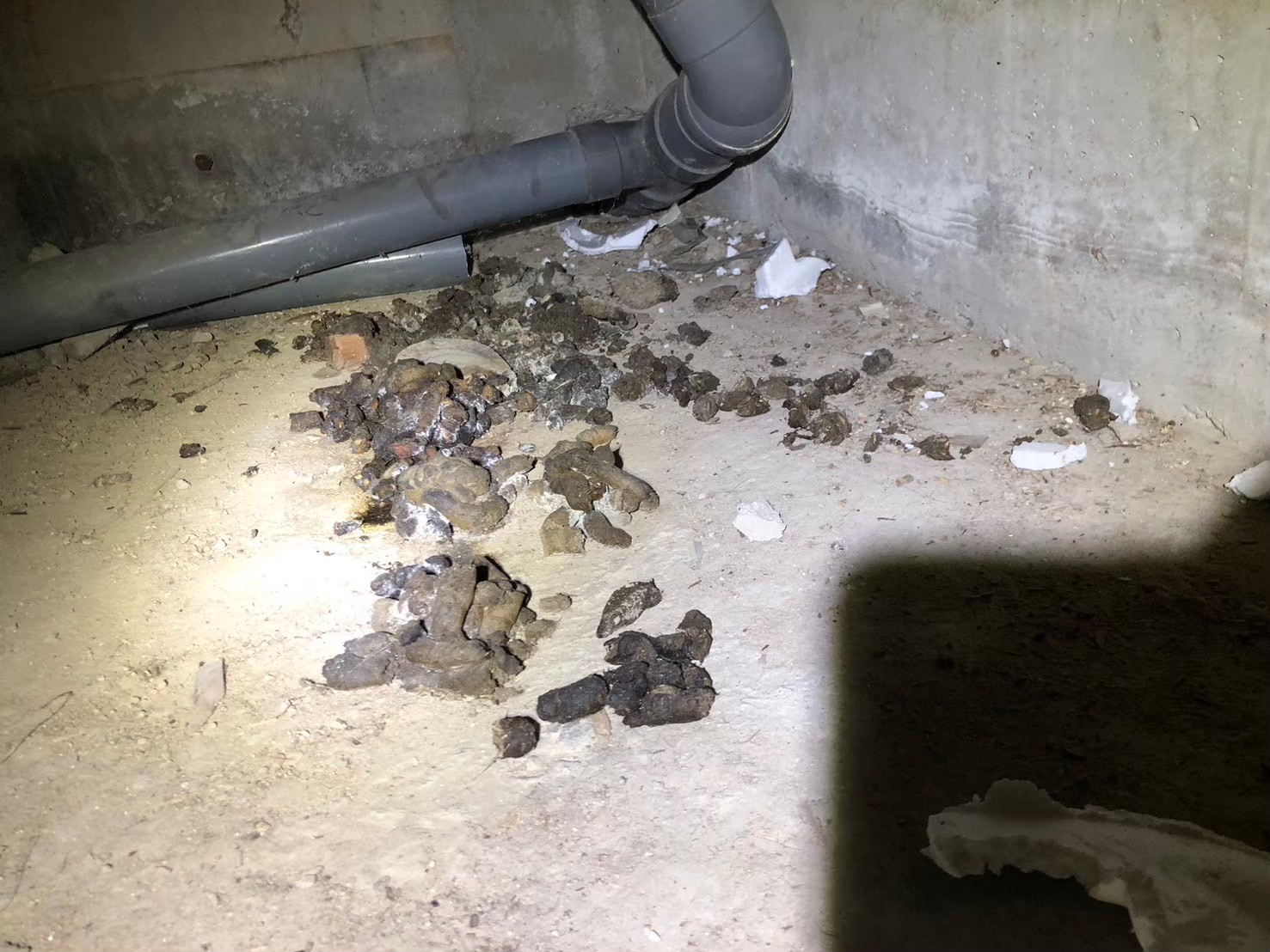 福岡県糟屋郡篠栗町　イタチによる被害　O様邸　駆除実績