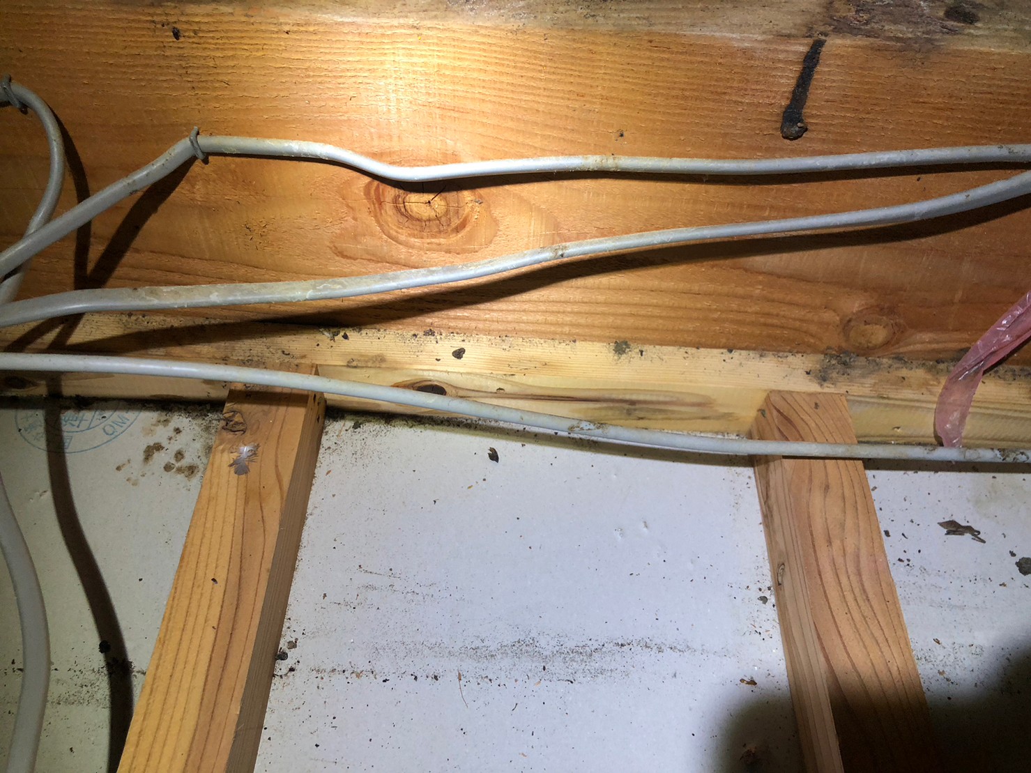 福岡県朝倉市　イタチによる被害　H様邸　駆除実績