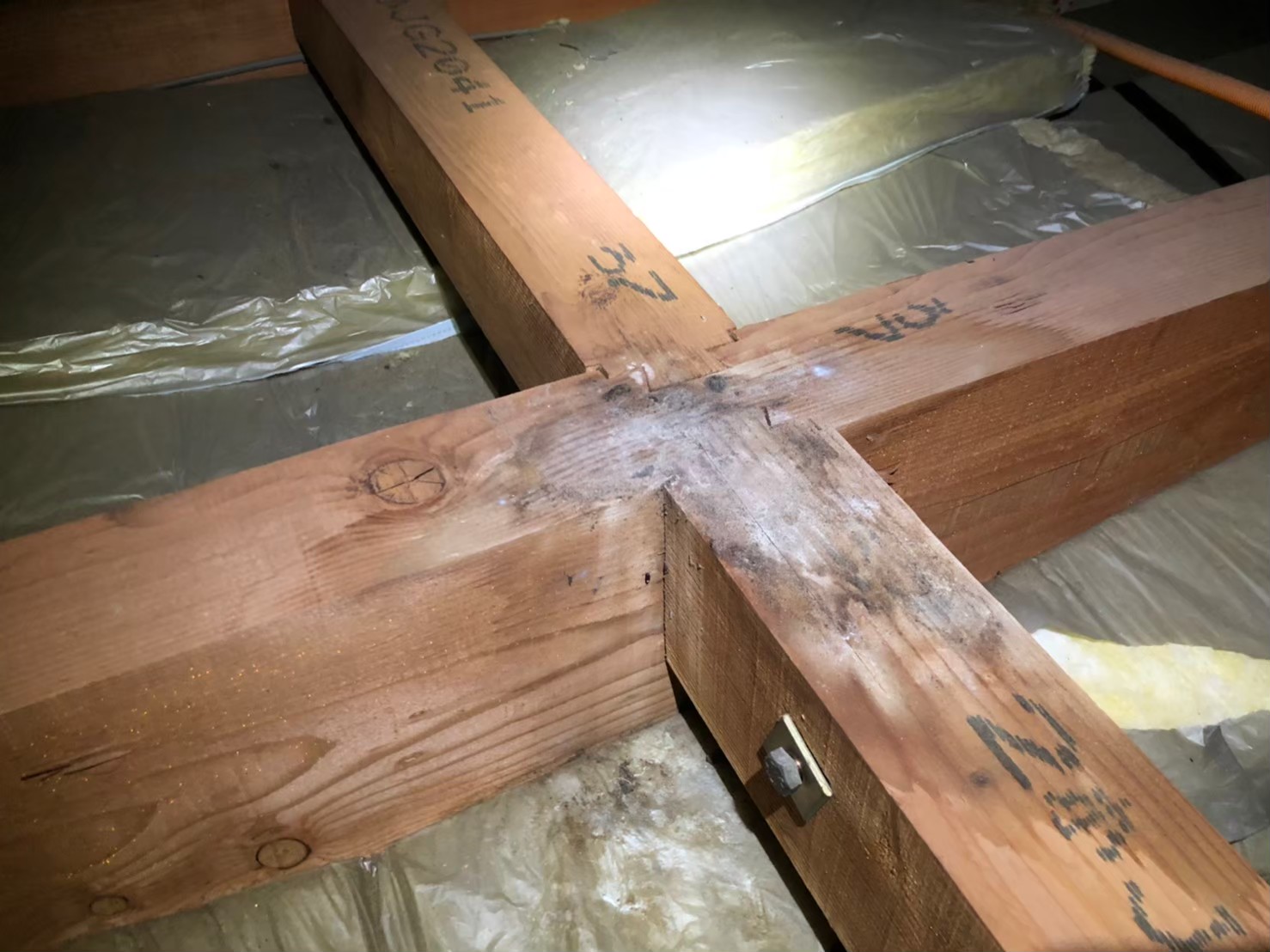 福岡県 飯塚市　イタチによる被害　O様邸　駆除実績