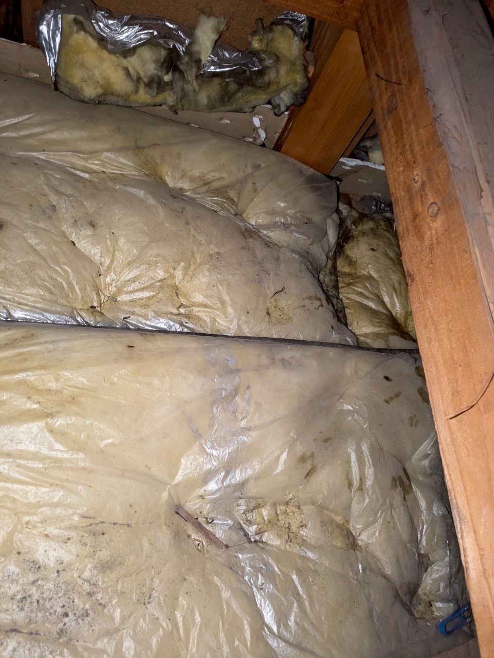 福岡県大野城市　アライグマによる被害　S様邸　駆除実績