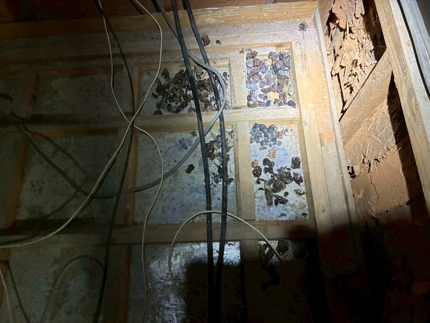 福岡県太宰府市　アライグマによる被害　T様邸　駆除実績