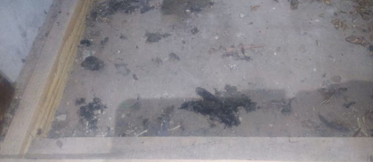 福岡県飯塚市　アライグマによる被害　M様邸　駆除実績