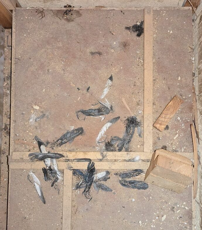 福岡県糸島市　イタチによる被害　W様邸　駆除実績