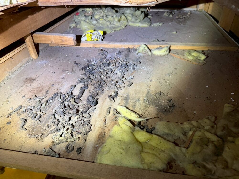 佐賀県有田町　アライグマによる被害　H様邸　駆除実績