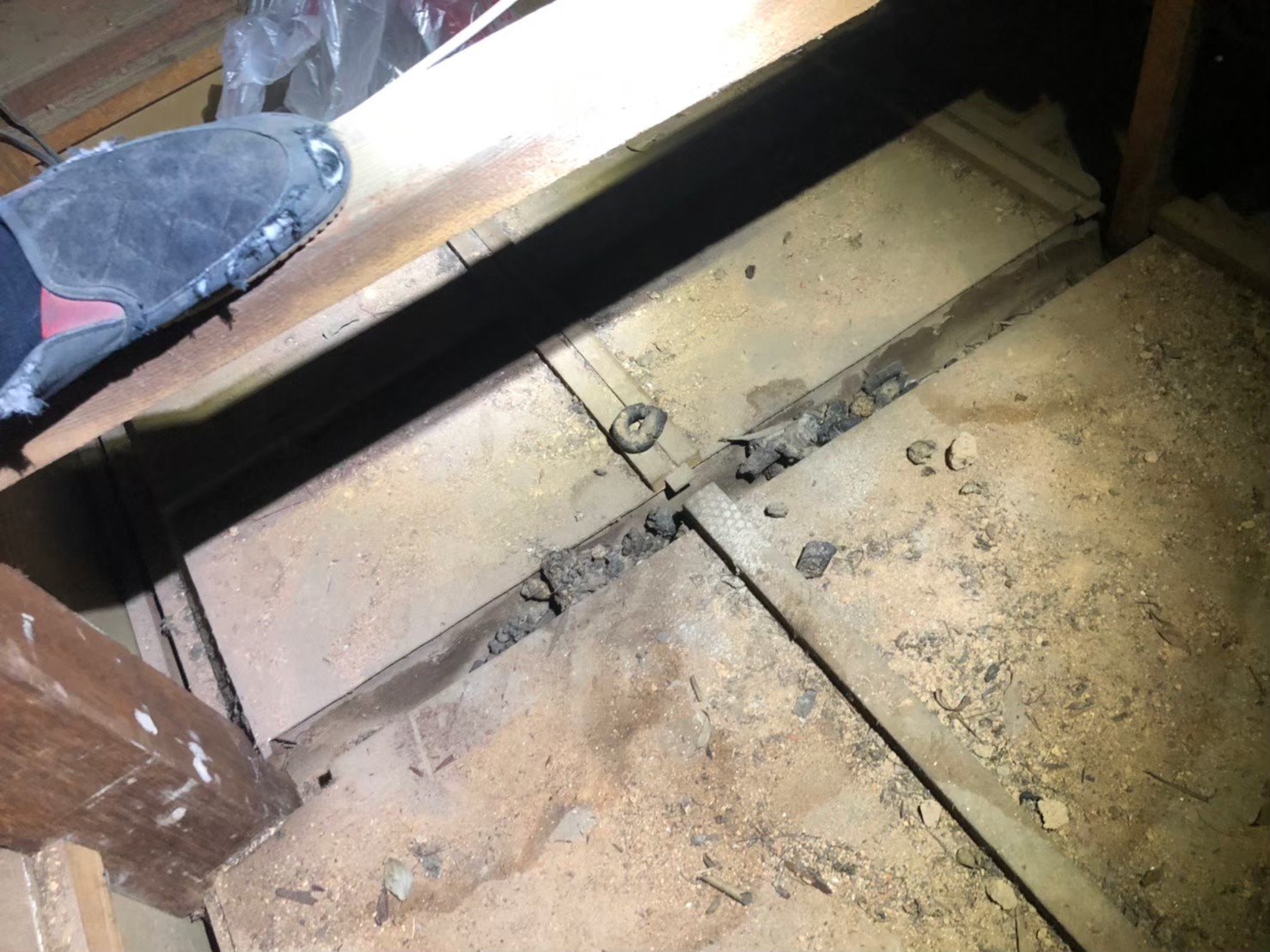 福岡県久留米市　アライグマによる被害　U様邸　駆除実績