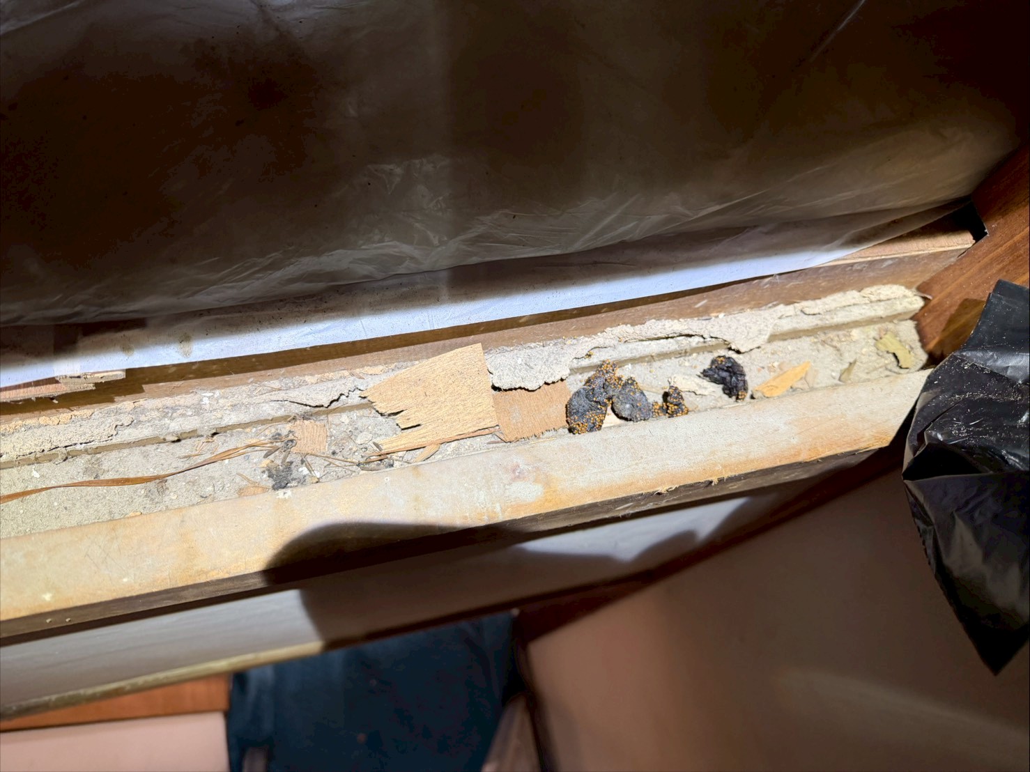 福岡県糟屋郡篠栗町　アライグマによる被害　T様邸　駆除実績