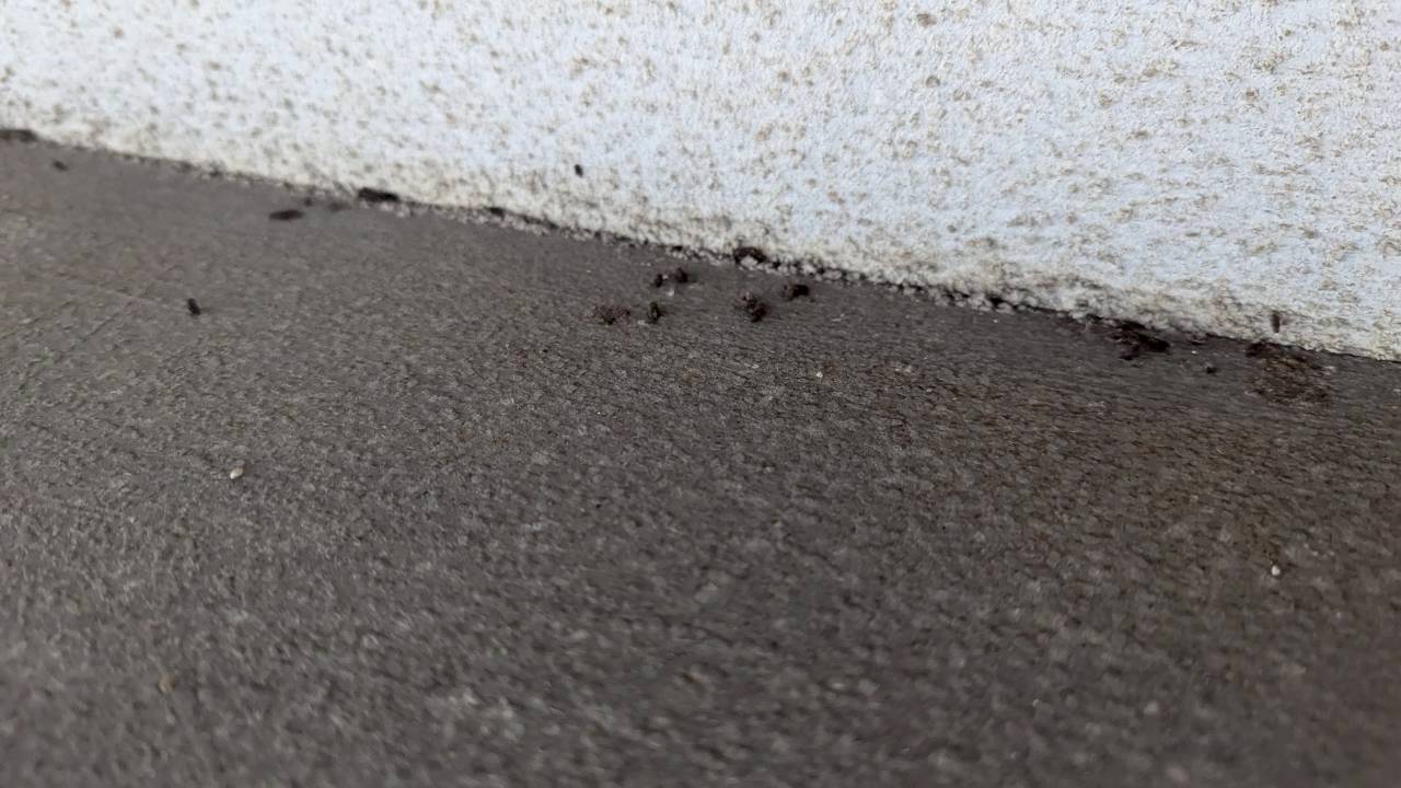 福岡県福岡市　ネズミによる被害　H様邸　駆除実績