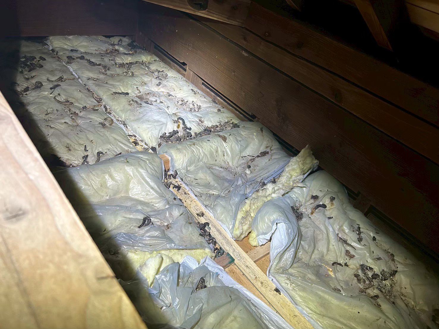 大分県大分市　アライグマによる被害　T様邸