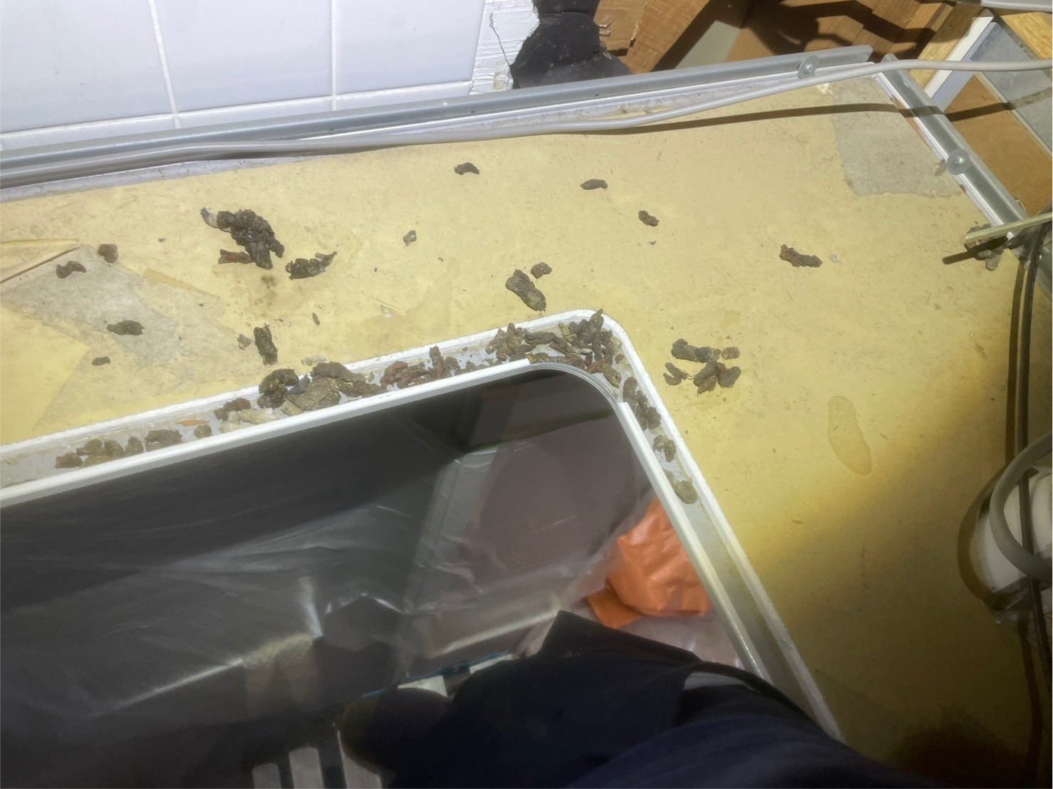 山口県下関市　イタチによる被害　W様邸　駆除実績