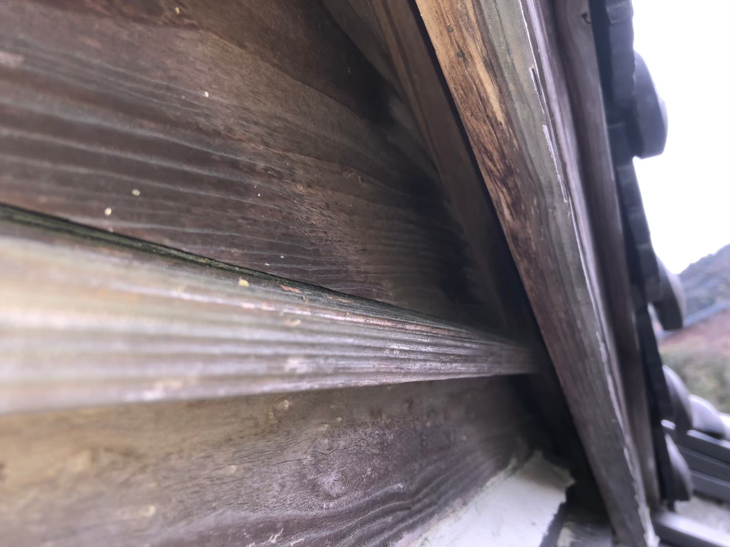 ハクビシンによる被害　M様邸　駆除実績