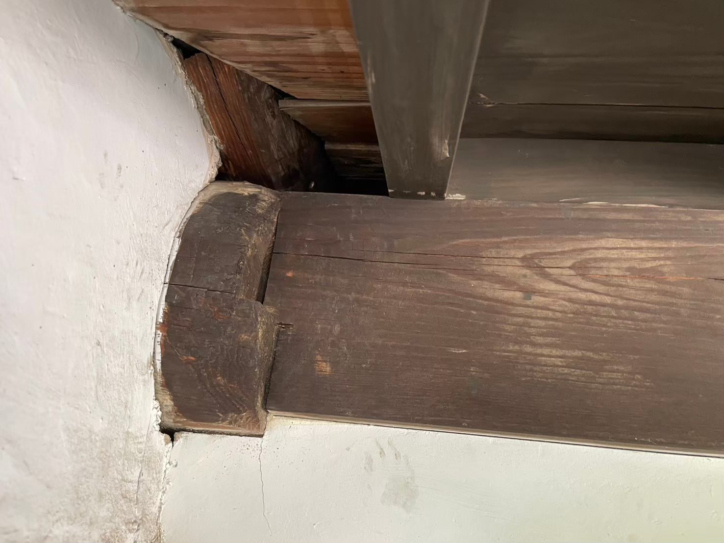 大分県中津市　アライグマによる被害　H様邸　駆除実績