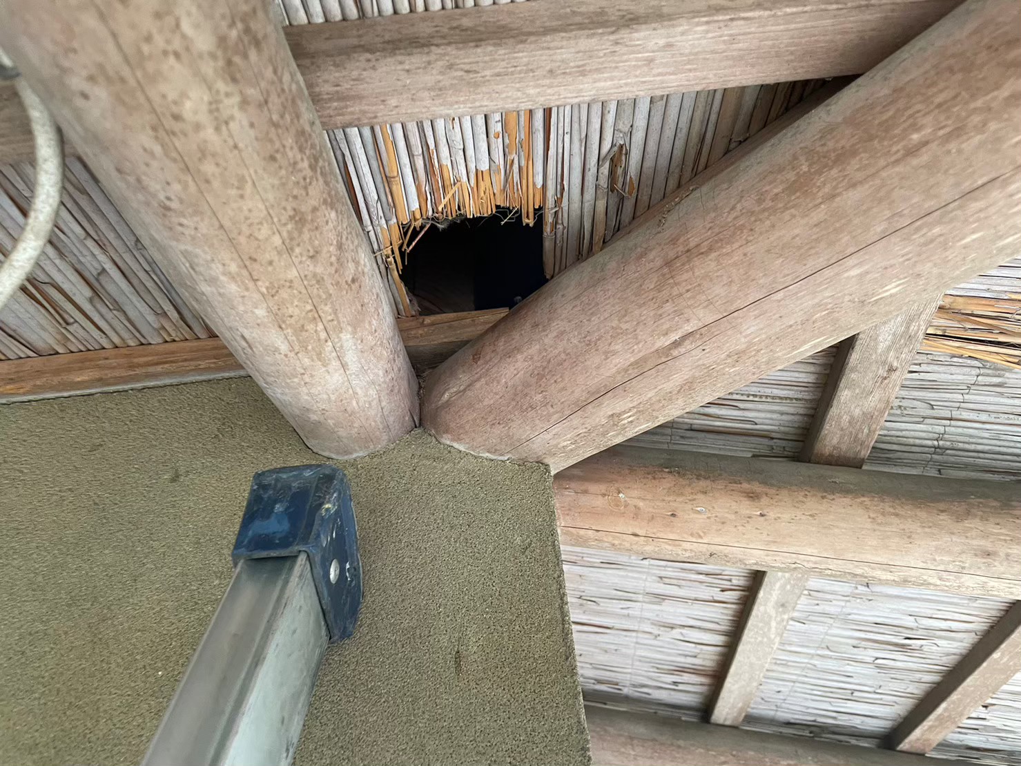 長崎県大村市　アライグマによる被害　Y様邸　駆除実績