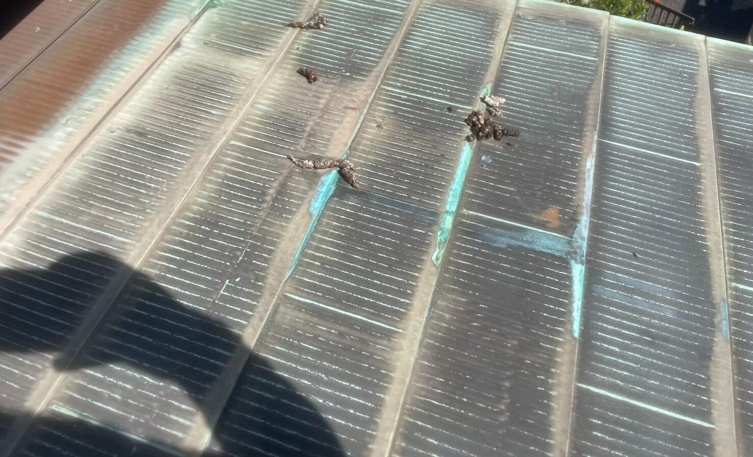 山口県山陽小野田市　イタチによる被害　S様邸　駆除実績