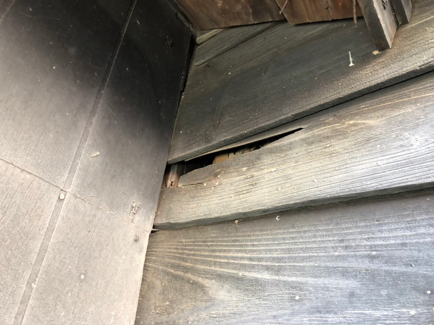 イタチによる被害　株式会社E　N様　駆除実績