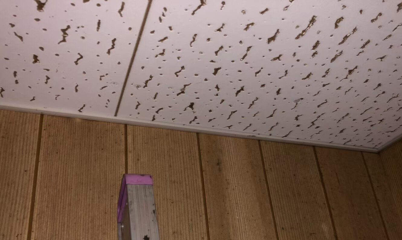 福岡県北九州市　コウモリによる被害　U様邸　駆除実績