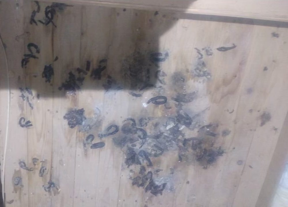 福岡県 福岡市　イタチによる被害　N様邸　駆除実績