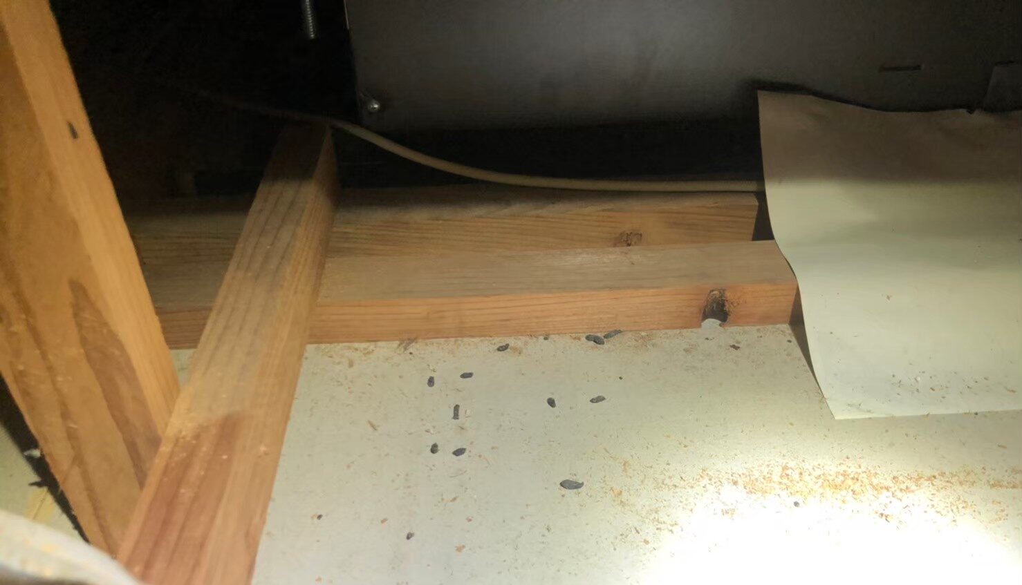 佐賀県 鹿島市　ネズミによる被害　駆除実績