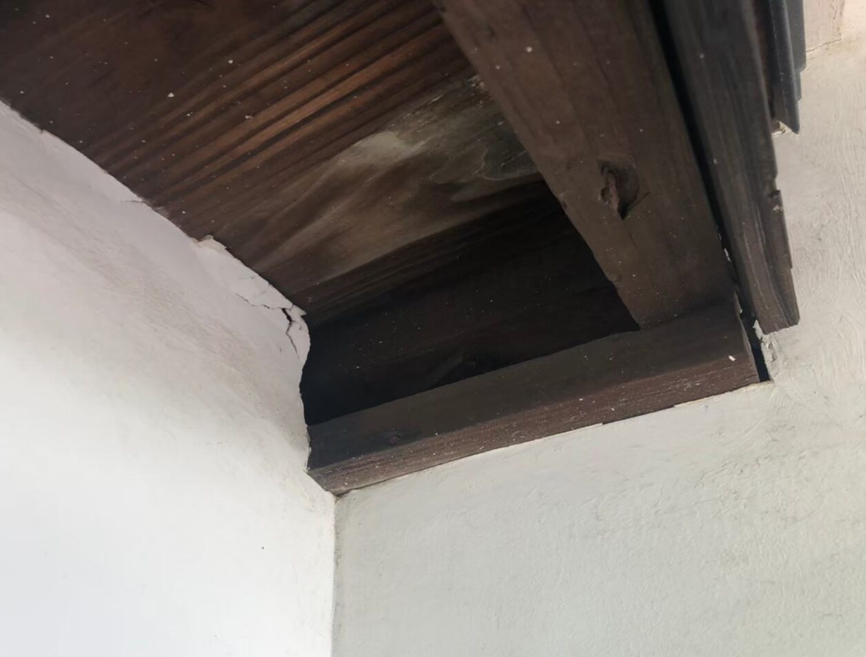 福岡県糸島市　アライグマによる被害　駆除実績