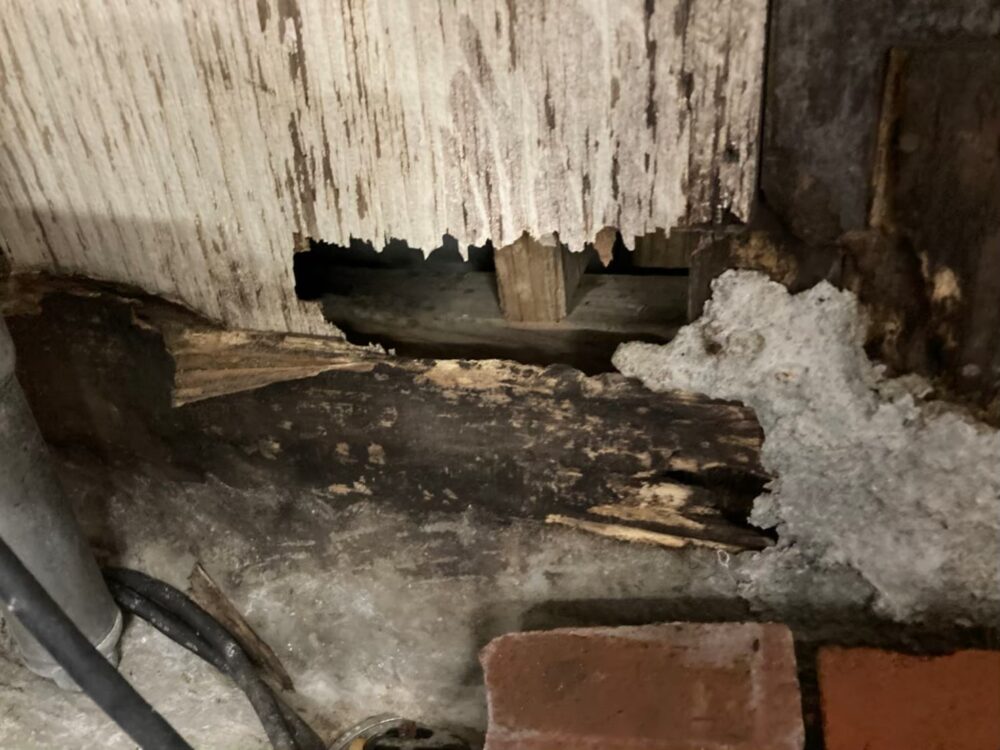 佐賀県小城市　イタチによる被害　駆除実績