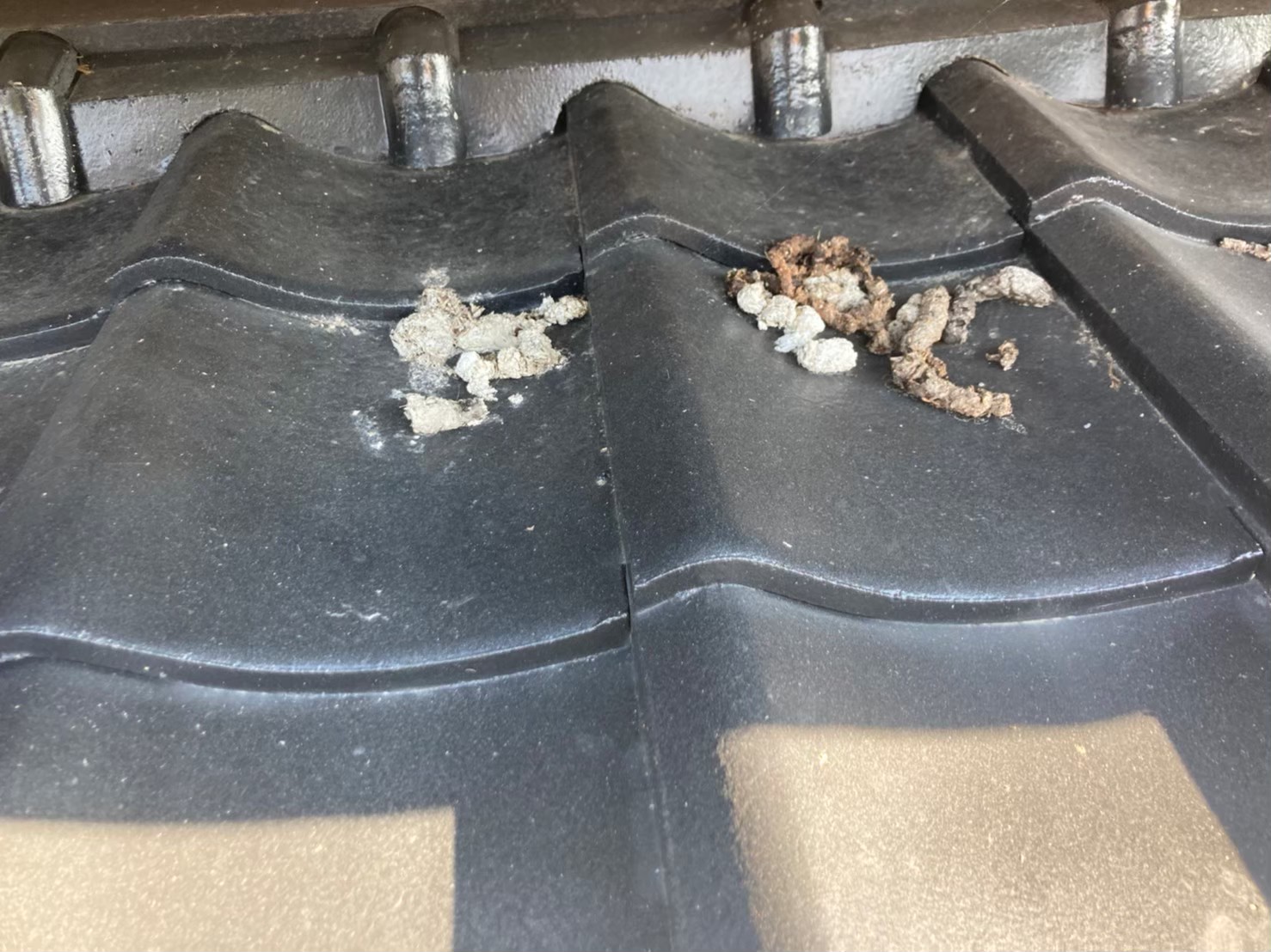 福岡県福岡市　アライグマによる被害　M様邸　駆除実績