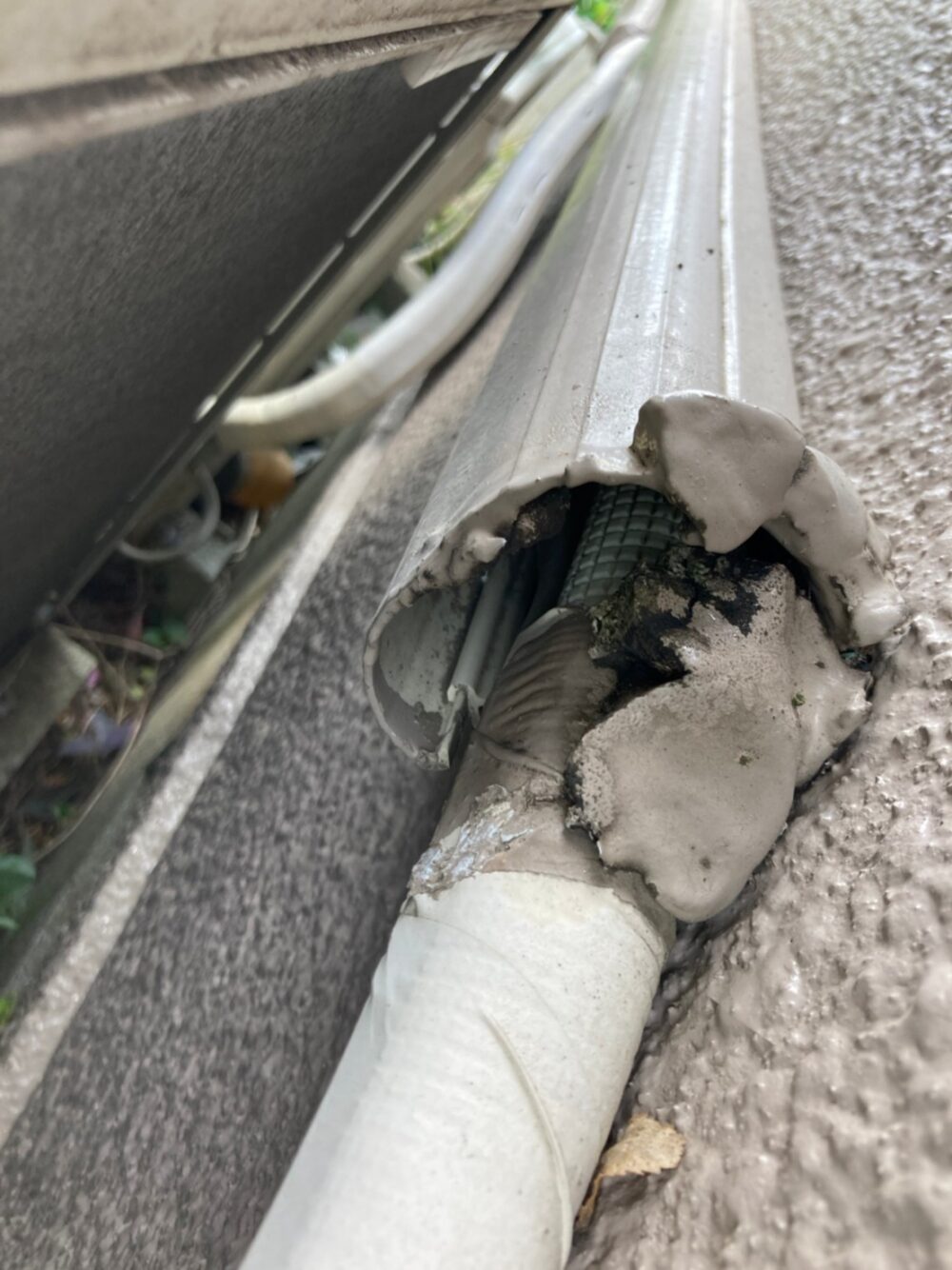 福岡県行橋市　ネズミによる被害　K様邸　駆除実績