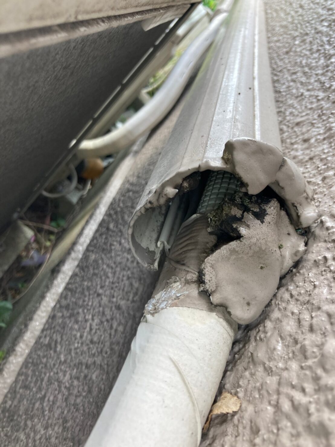 福岡県行橋市　ネズミによる被害　K様邸　駆除実績