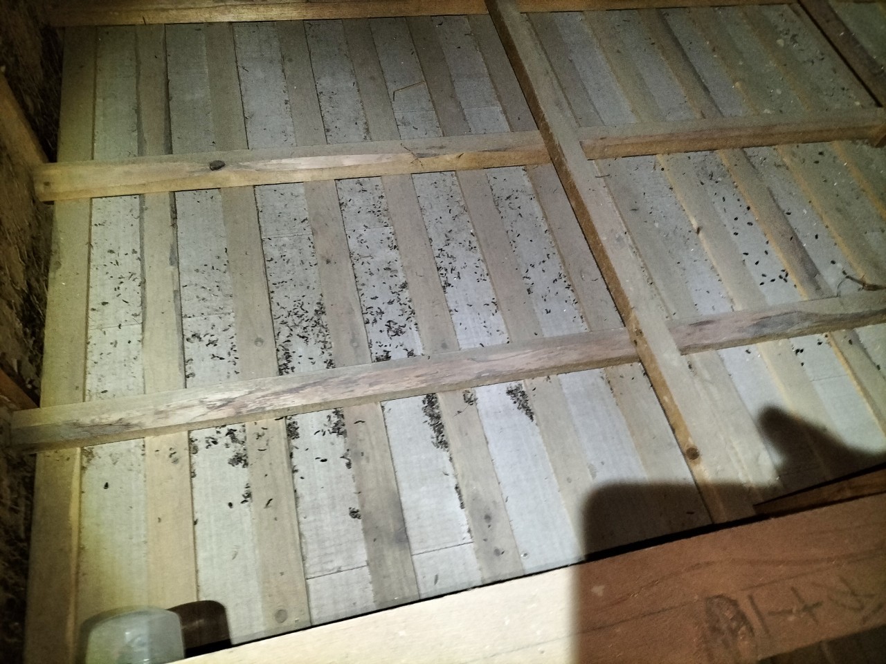 佐賀県嬉野市　イタチによる被害　株式会社G　A様　駆除実績