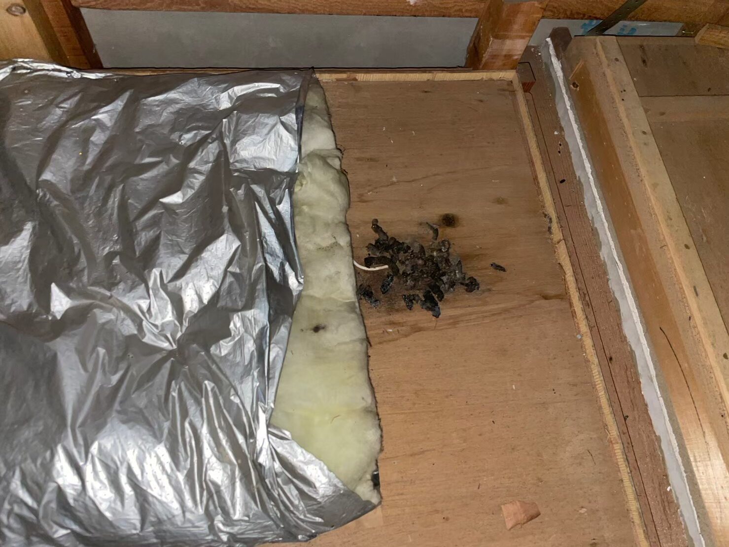 福岡県大牟田市　イタチによる被害　G様邸　駆除実績