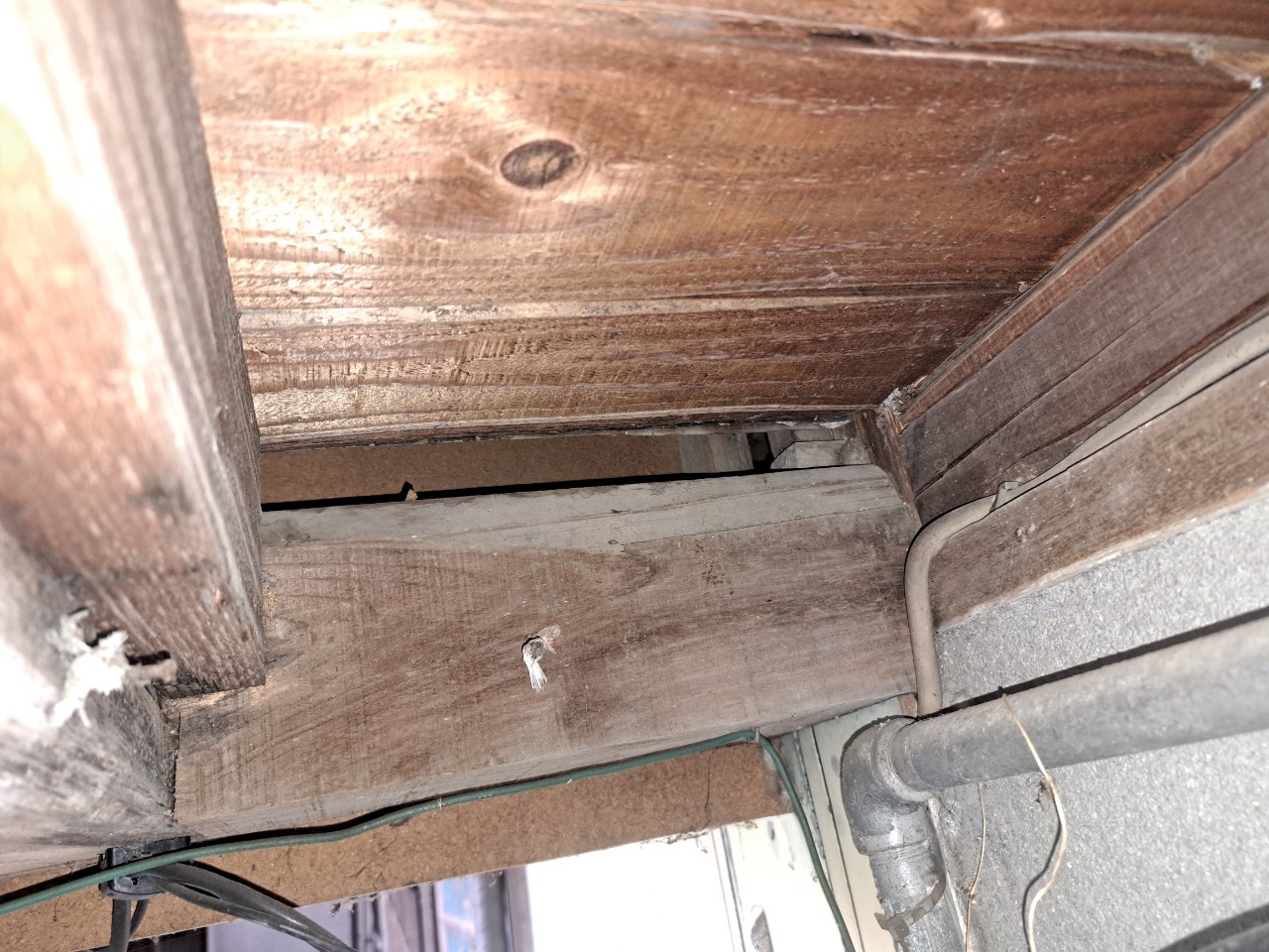 佐賀県佐賀市　アライグマによる被害　N様邸　駆除実績