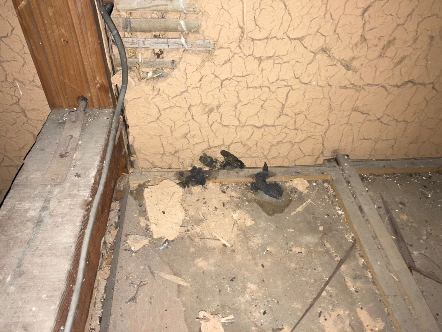 アライグマによる被害　Y様邸　駆除実績