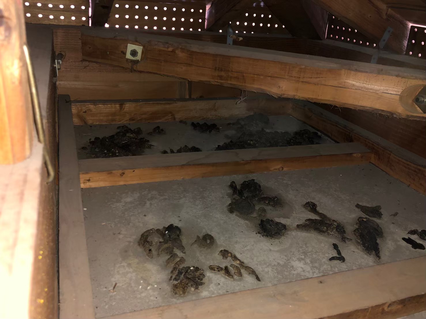 佐賀県伊万里市　アライグマによる被害　M様邸　駆除実績