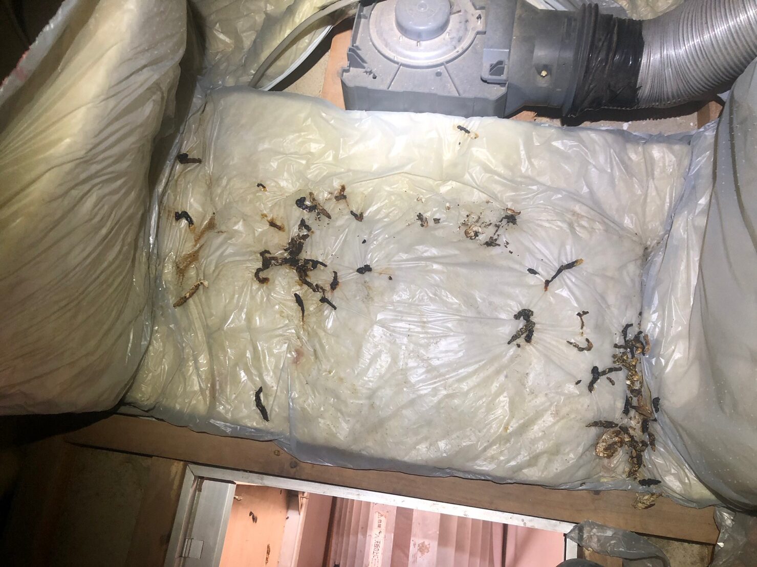 佐賀県小城市　イタチによる被害　N様邸　駆除実績