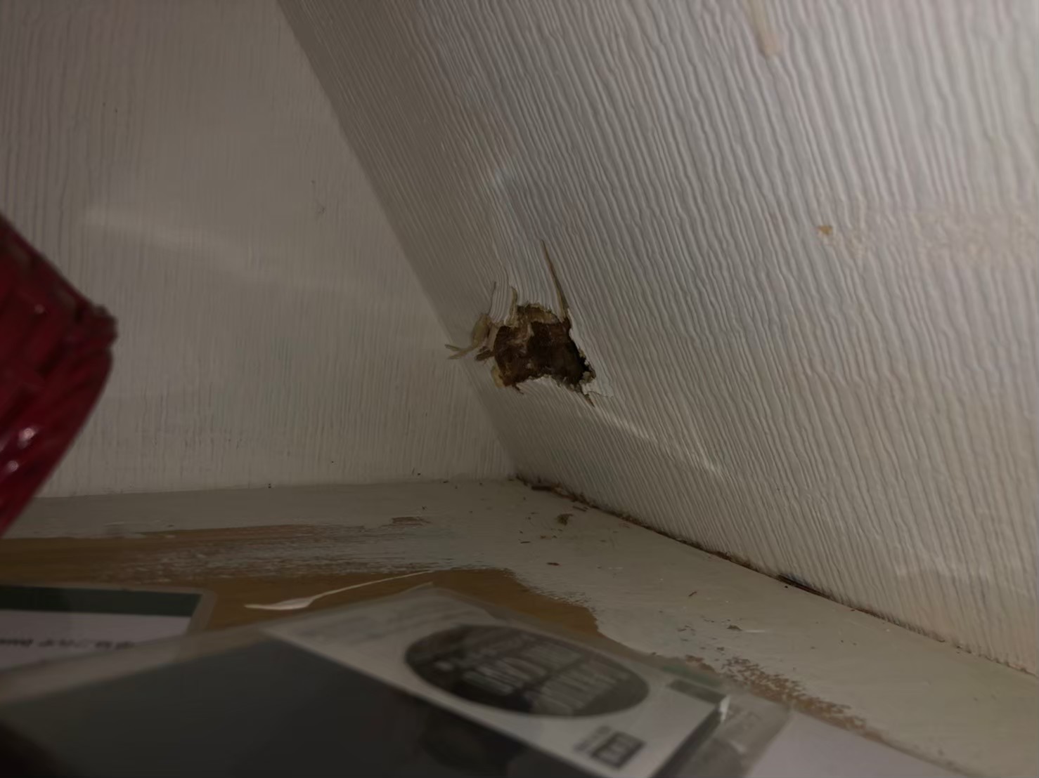 福岡県糸島市　ネズミによる被害　M様邸　駆除実績