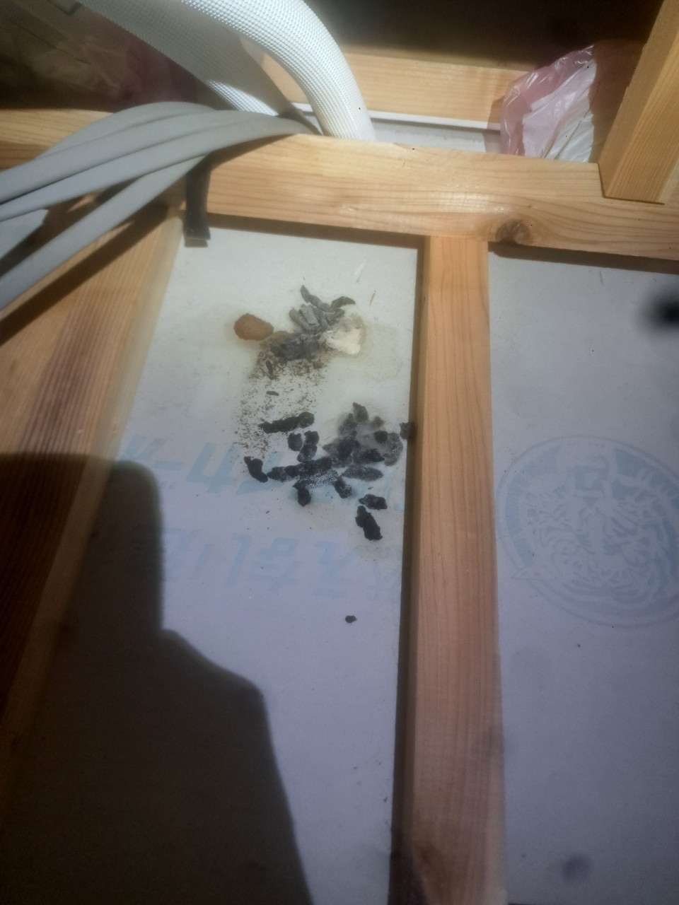 佐賀県小城市　イタチによる被害　U様邸　駆除実績